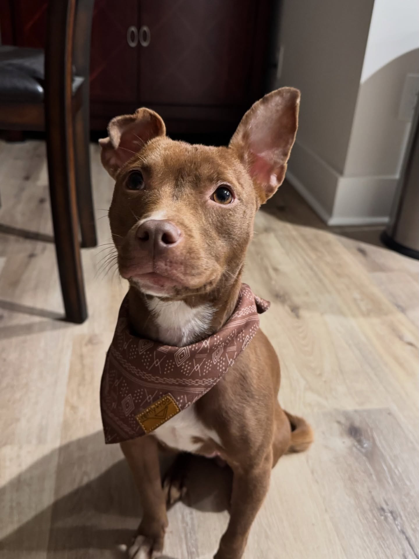 Kiwi’s Holiday Homecoming