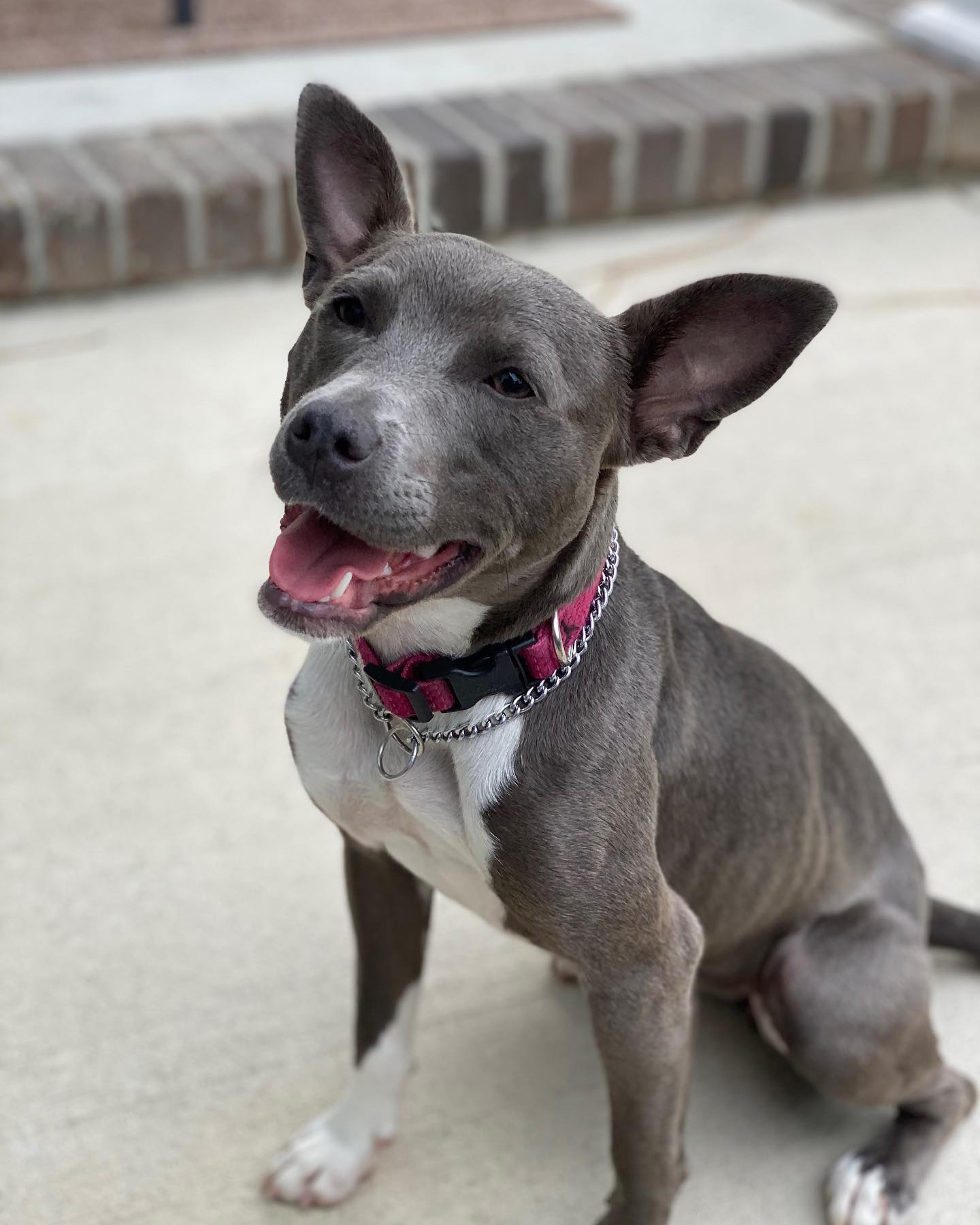 Trixie’s Second Chance at Puppyhood