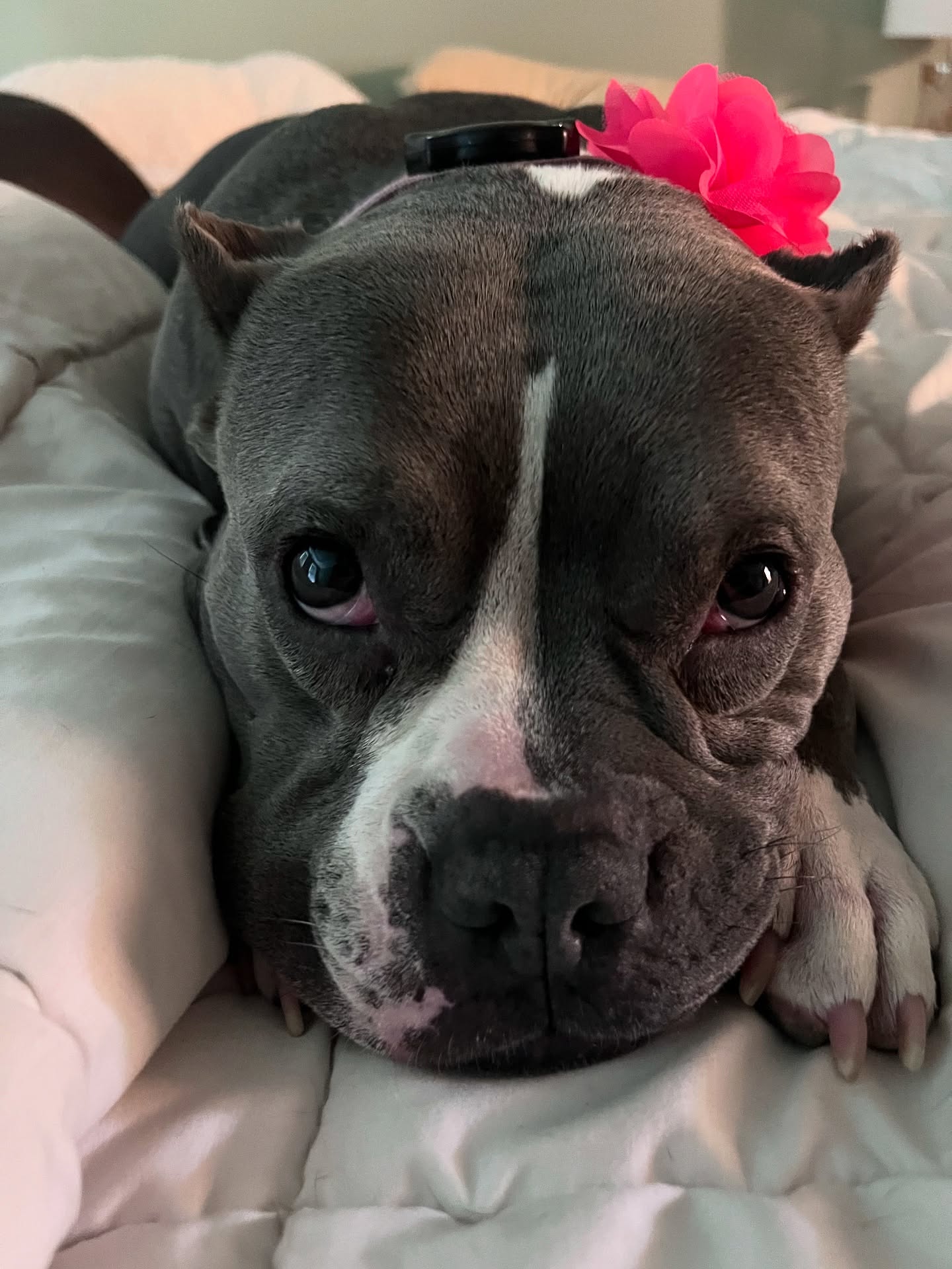 Louise (Little Lou): From Free Post to Forever Home
