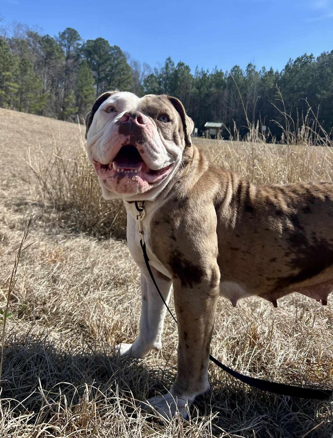 Dog standing in a field with trees in the background