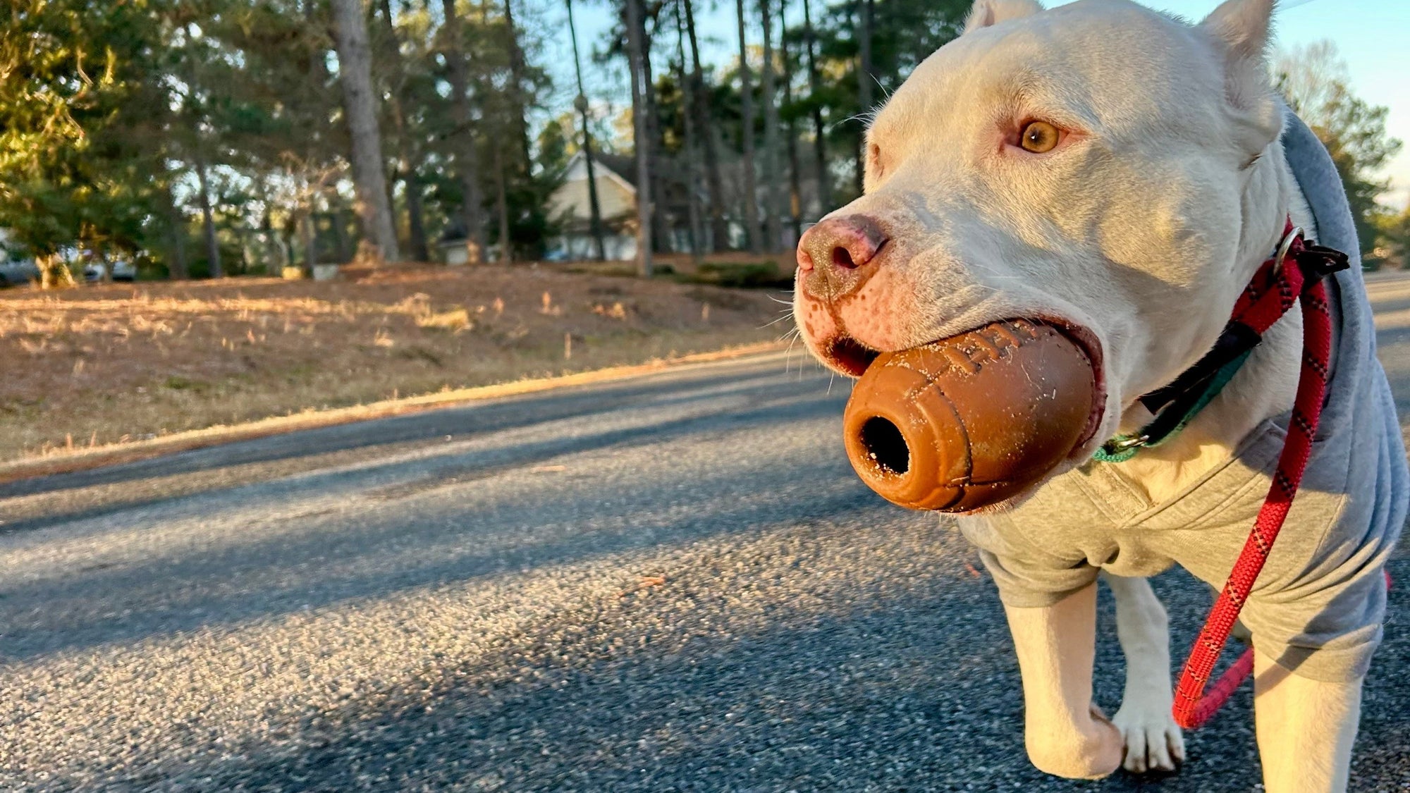 Dog on a leash with a toy in its mouth on a road with trees in the background