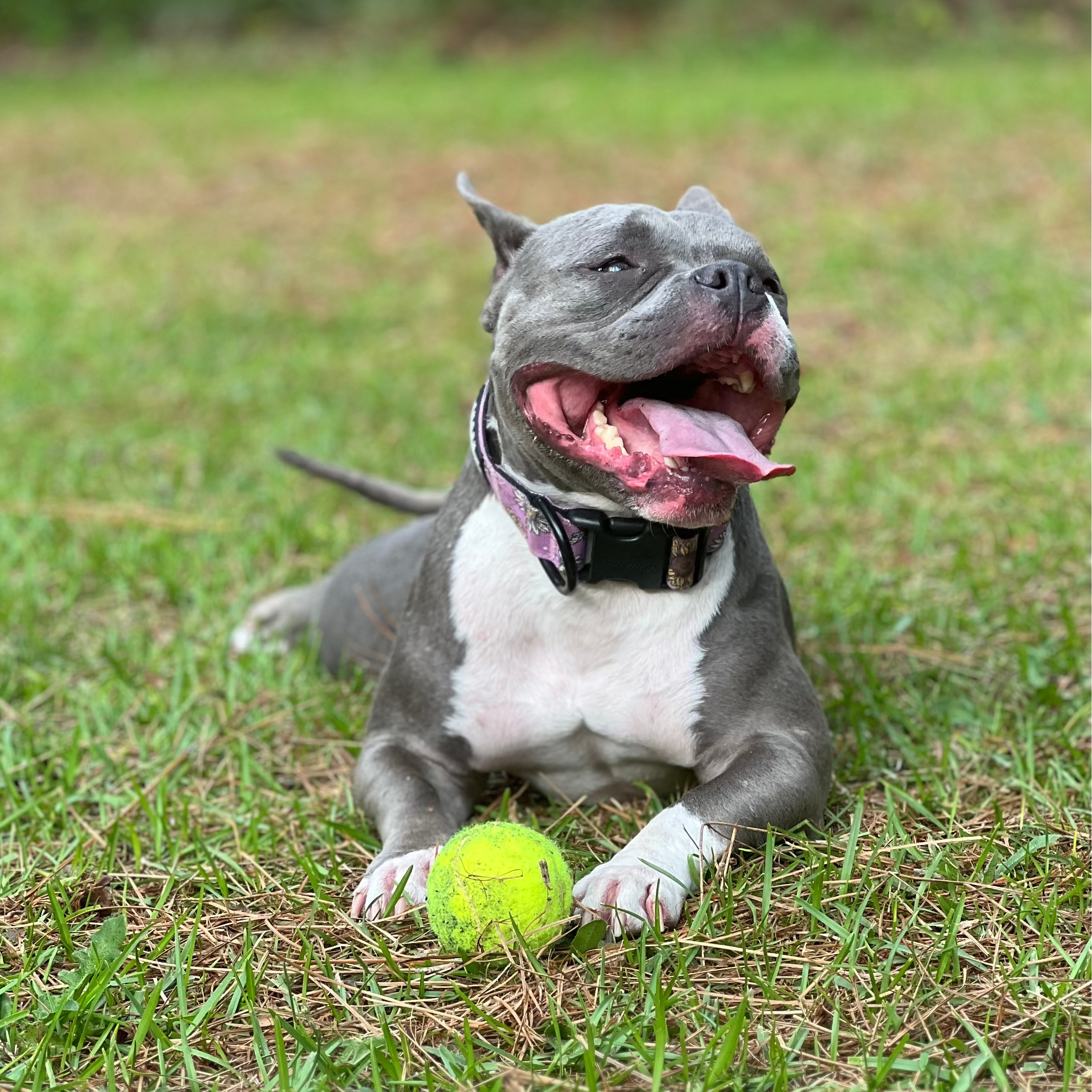 Dog lying on grass with a tennis ball, wearing a collar