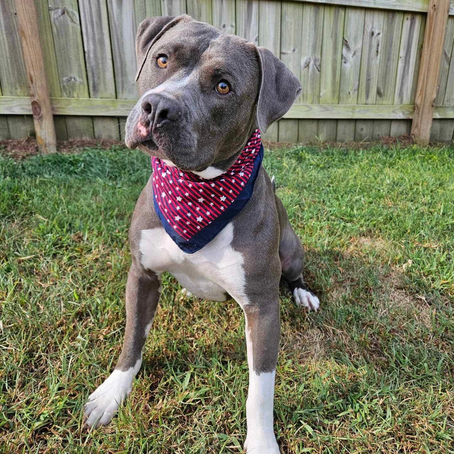 Dog wearing a polka dot bandana sitting on grass with a wooden fence in the background