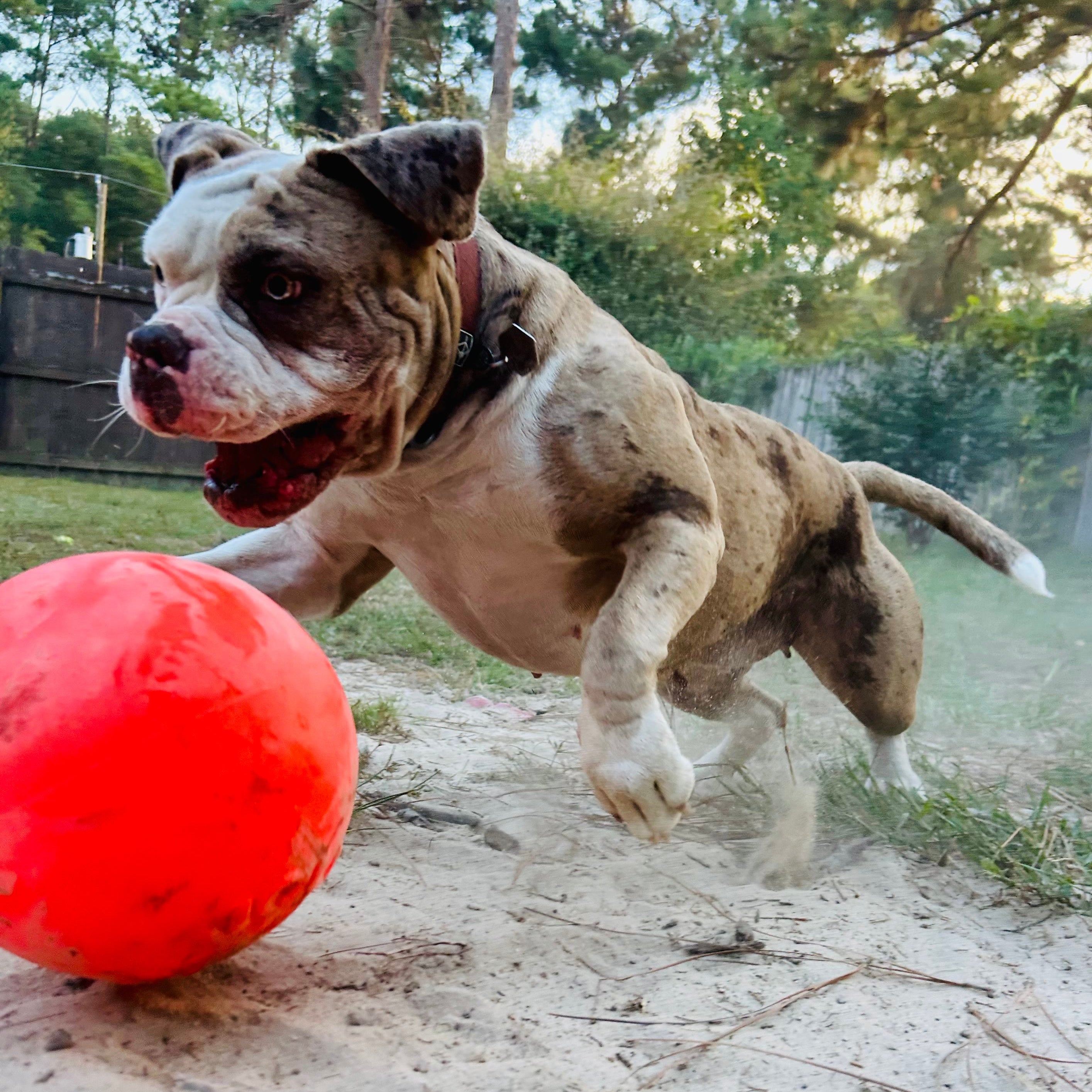 Dog playing with an orange ball on a sandy surface