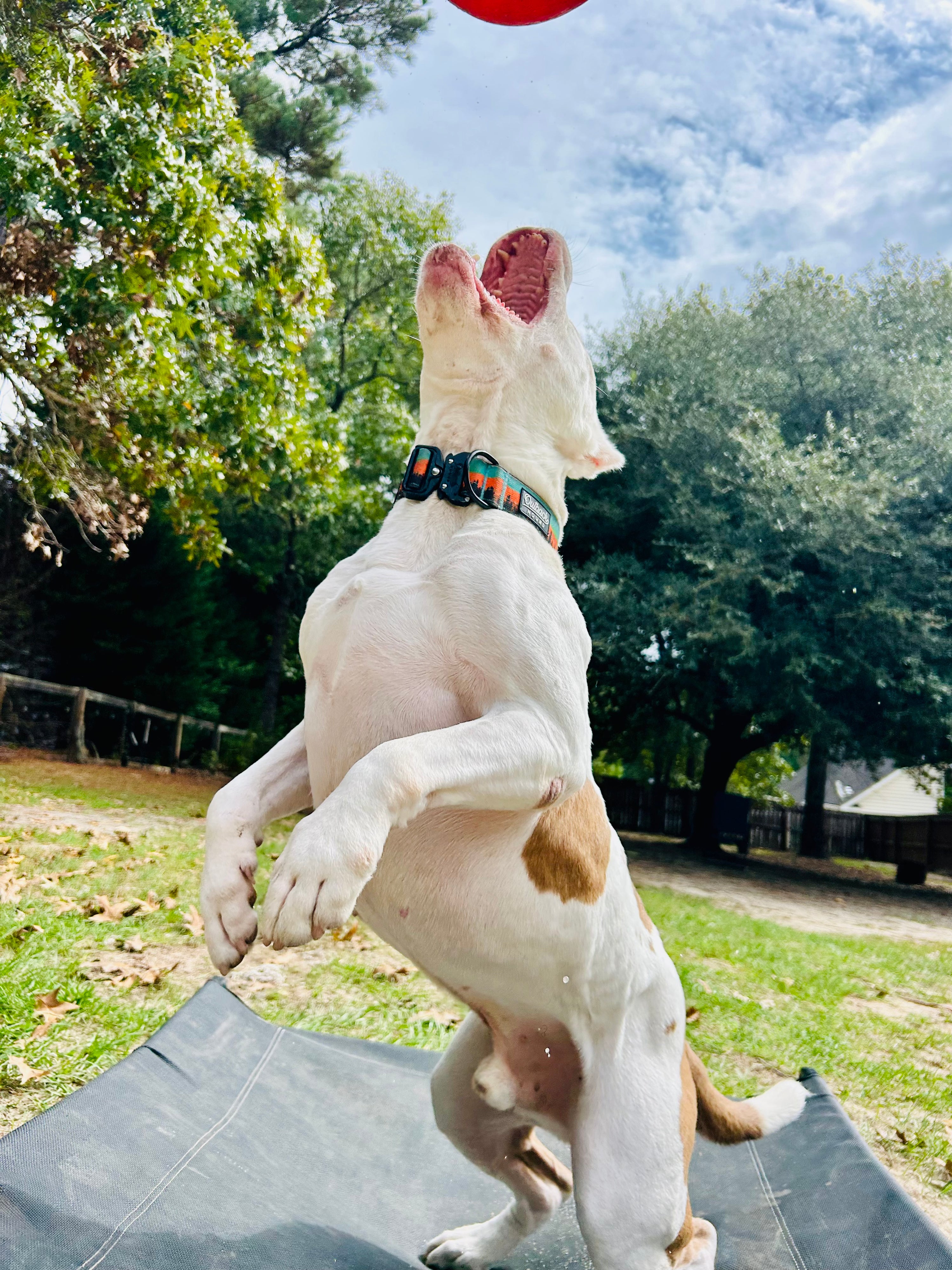 Dog playing with a red ball outdoors on a grassy area with trees in the background
