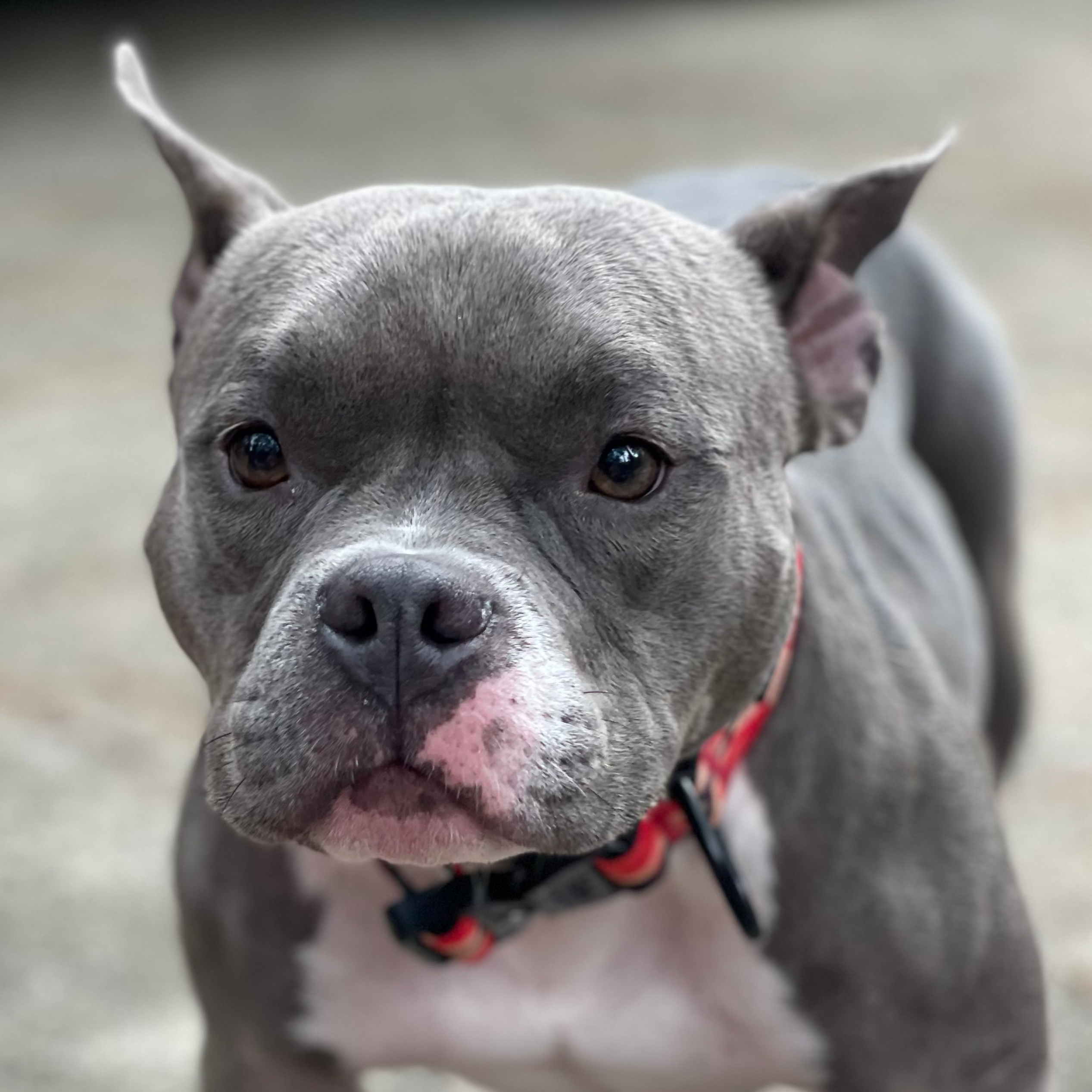 Gray dog with a red collar standing on a concrete surface