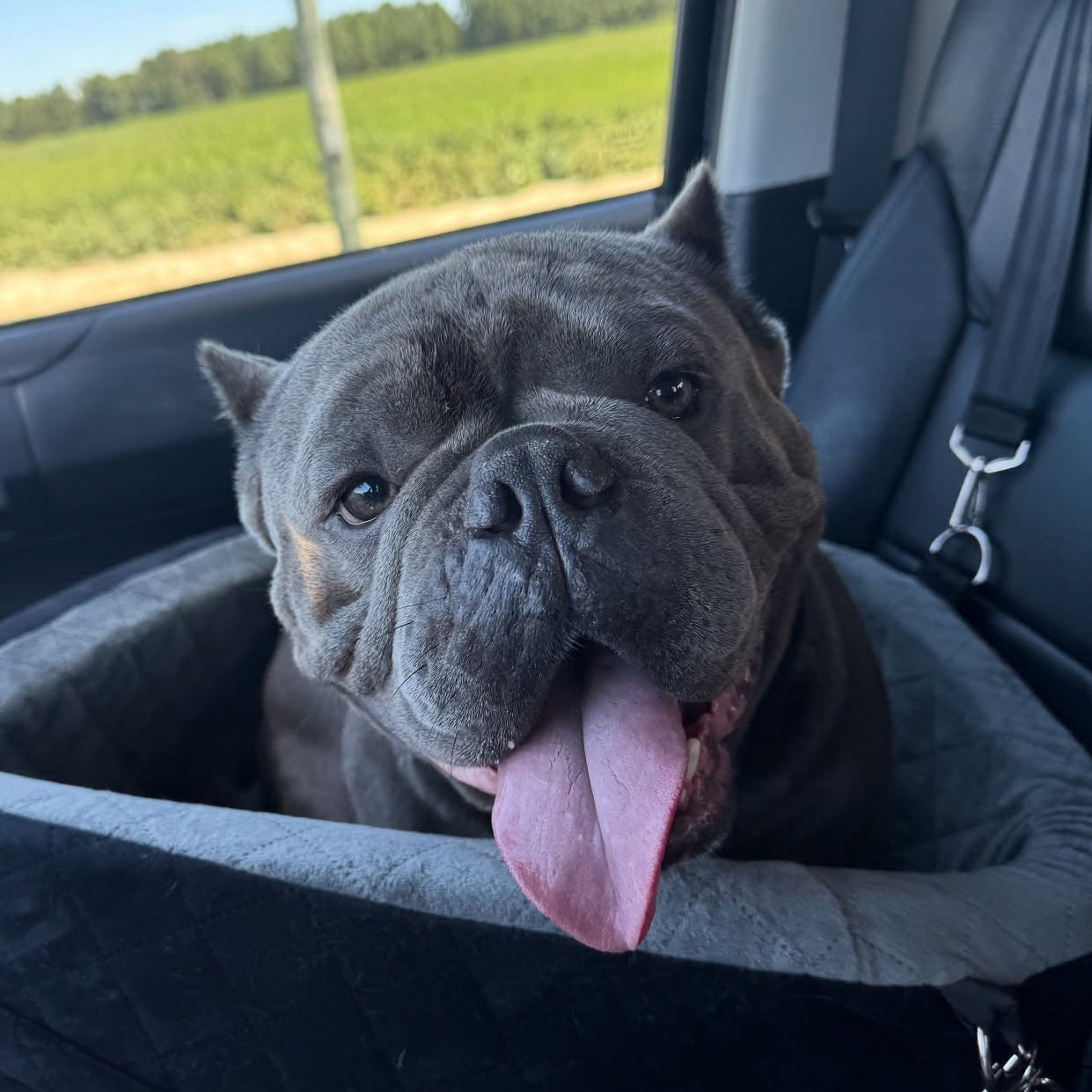 Dog in a car seat with a view of a field outside