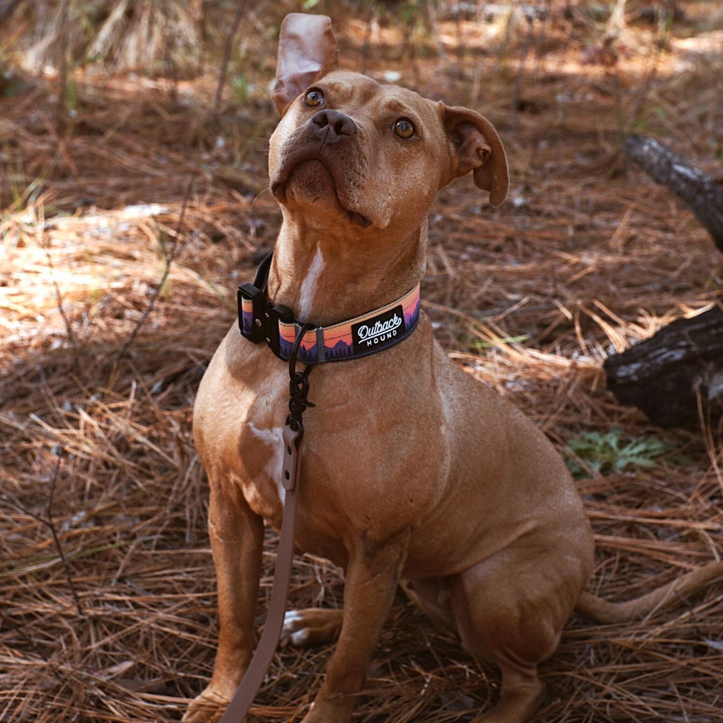 Dog wearing a collar with a forest background