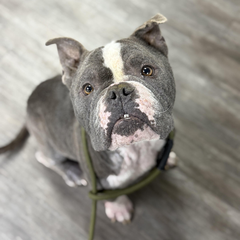 Rogue Active Duty Animal Rescue